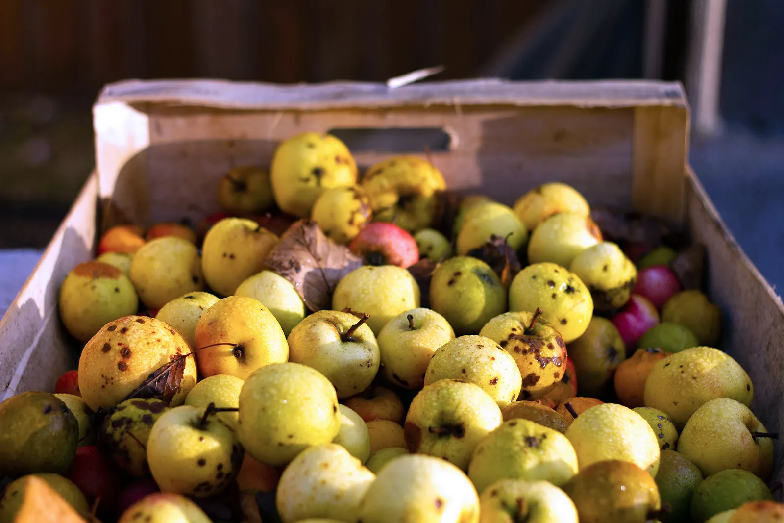 cidre-fabrication-maison-bretonne